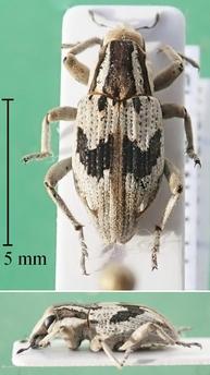 Chromonotus pictus